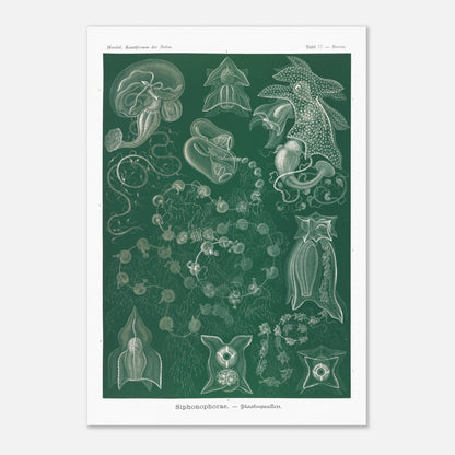 Planche naturaliste de Siphonophores par Ernst Haeckel (70x100 cm). Illustration naturaliste détaillée d'Ernst Haeckel présentant différentes espèces de siphonophores.