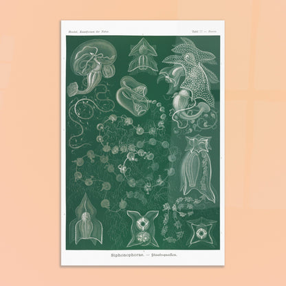 Planche naturaliste de Siphonophores par Ernst Haeckel. Illustration naturaliste détaillée d'Ernst Haeckel présentant différentes espèces de siphonophores. Image d'illustration 8