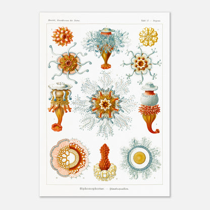 Planche naturaliste des siphonophores par Ernst Haeckel (29,7x42 cm (A3)). Illustration d'une variété de siphonophores, des organismes marins coloniaux, montrant leurs structures complexes et leurs tentacules.