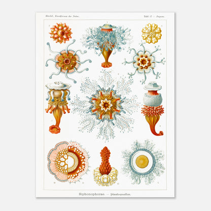 Planche naturaliste des siphonophores par Ernst Haeckel (30x40 cm). Illustration d'une variété de siphonophores, des organismes marins coloniaux, montrant leurs structures complexes et leurs tentacules.
