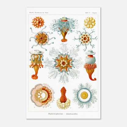 Planche naturaliste des siphonophores par Ernst Haeckel (40x60 cm). Illustration d'une variété de siphonophores, des organismes marins coloniaux, montrant leurs structures complexes et leurs tentacules.