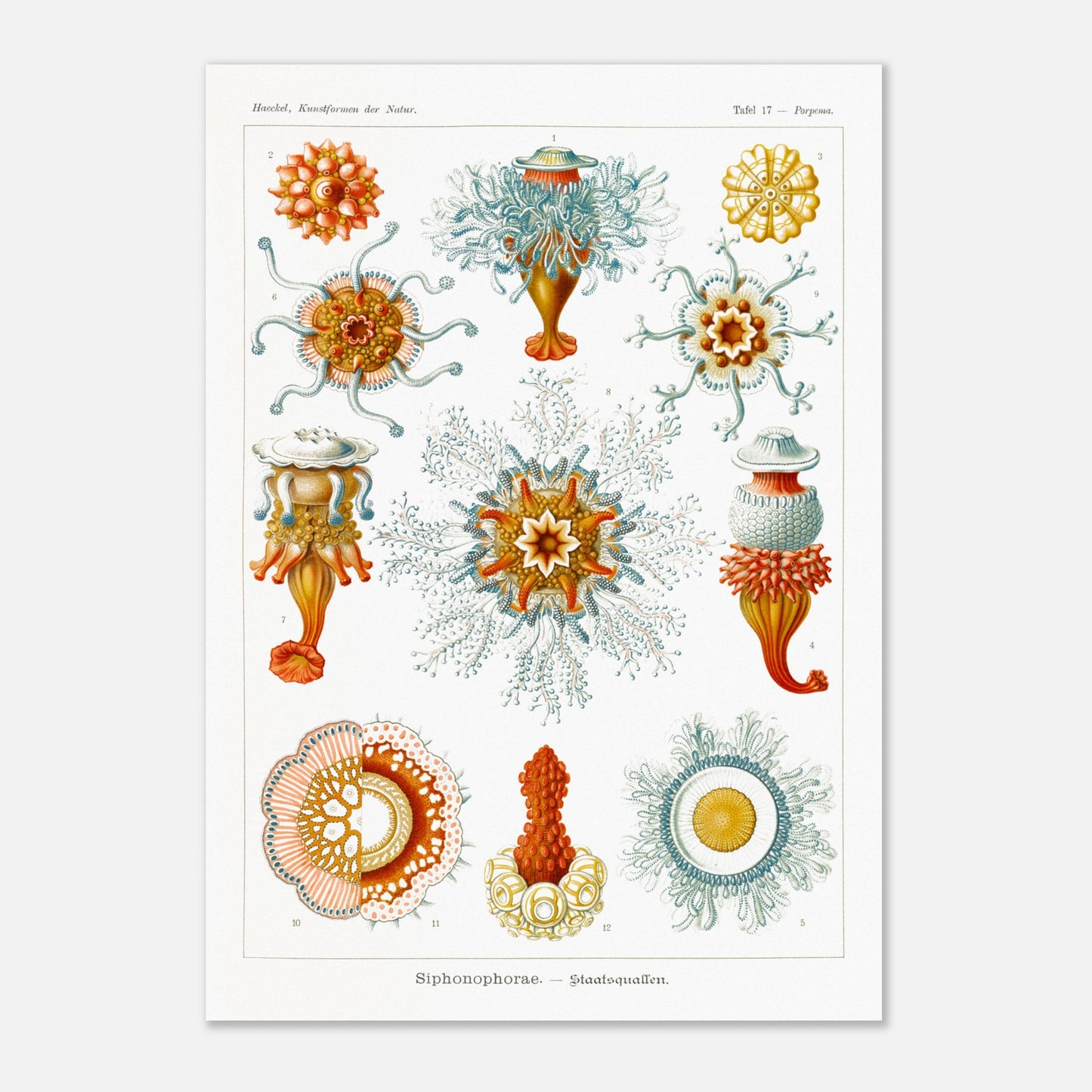 Planche naturaliste des siphonophores par Ernst Haeckel (42x59,4 cm (A2)). Illustration d'une variété de siphonophores, des organismes marins coloniaux, montrant leurs structures complexes et leurs tentacules.