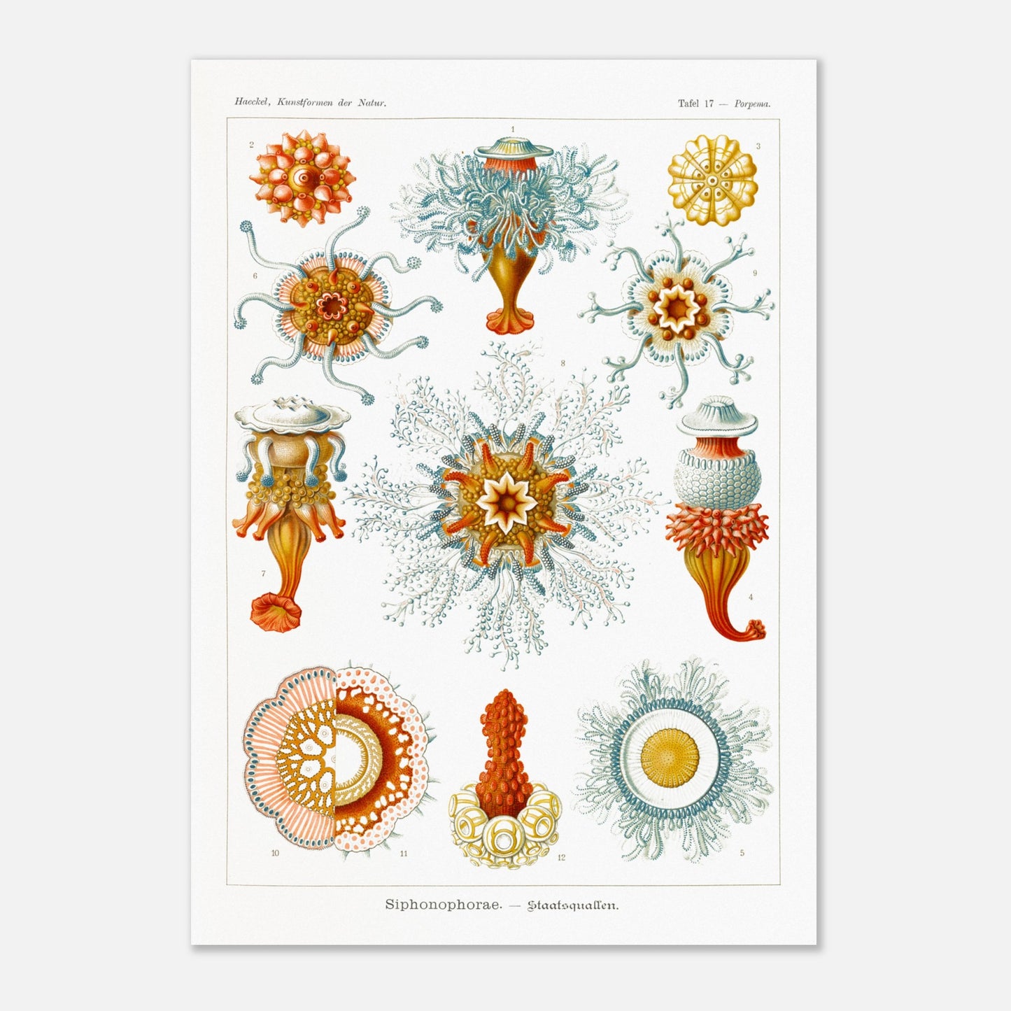 Planche naturaliste des siphonophores par Ernst Haeckel (59,4x84,1 cm (A1)). Illustration d'une variété de siphonophores, des organismes marins coloniaux, montrant leurs structures complexes et leurs tentacules.