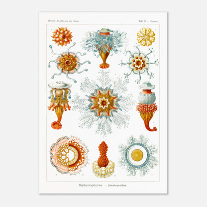 Planche naturaliste des siphonophores par Ernst Haeckel (59,4x84,1 cm (A1)). Illustration d'une variété de siphonophores, des organismes marins coloniaux, montrant leurs structures complexes et leurs tentacules.