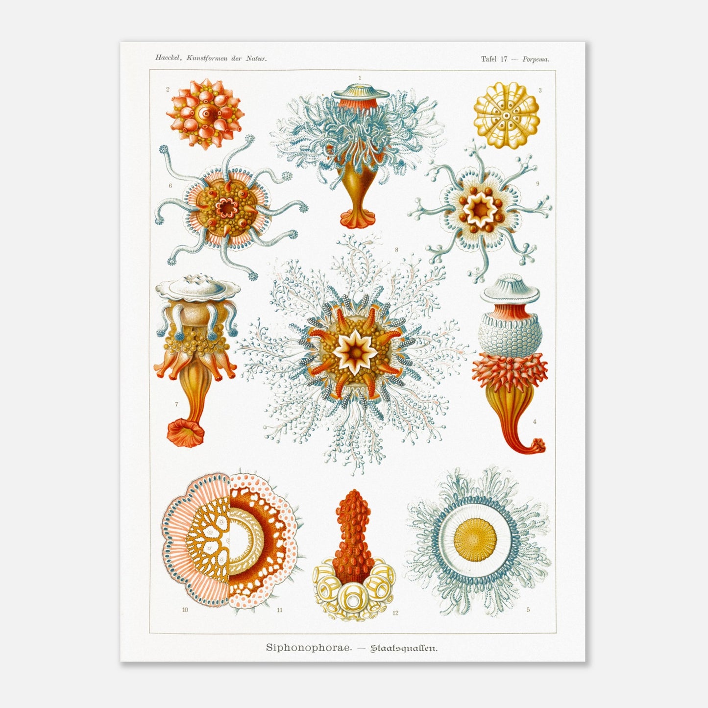 Planche naturaliste des siphonophores par Ernst Haeckel (60x80 cm). Illustration d'une variété de siphonophores, des organismes marins coloniaux, montrant leurs structures complexes et leurs tentacules.
