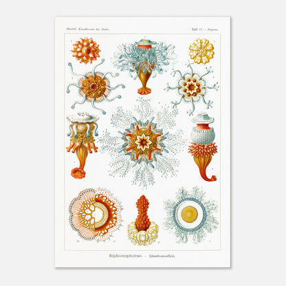 Planche naturaliste des siphonophores par Ernst Haeckel (70x100 cm). Illustration d'une variété de siphonophores, des organismes marins coloniaux, montrant leurs structures complexes et leurs tentacules.