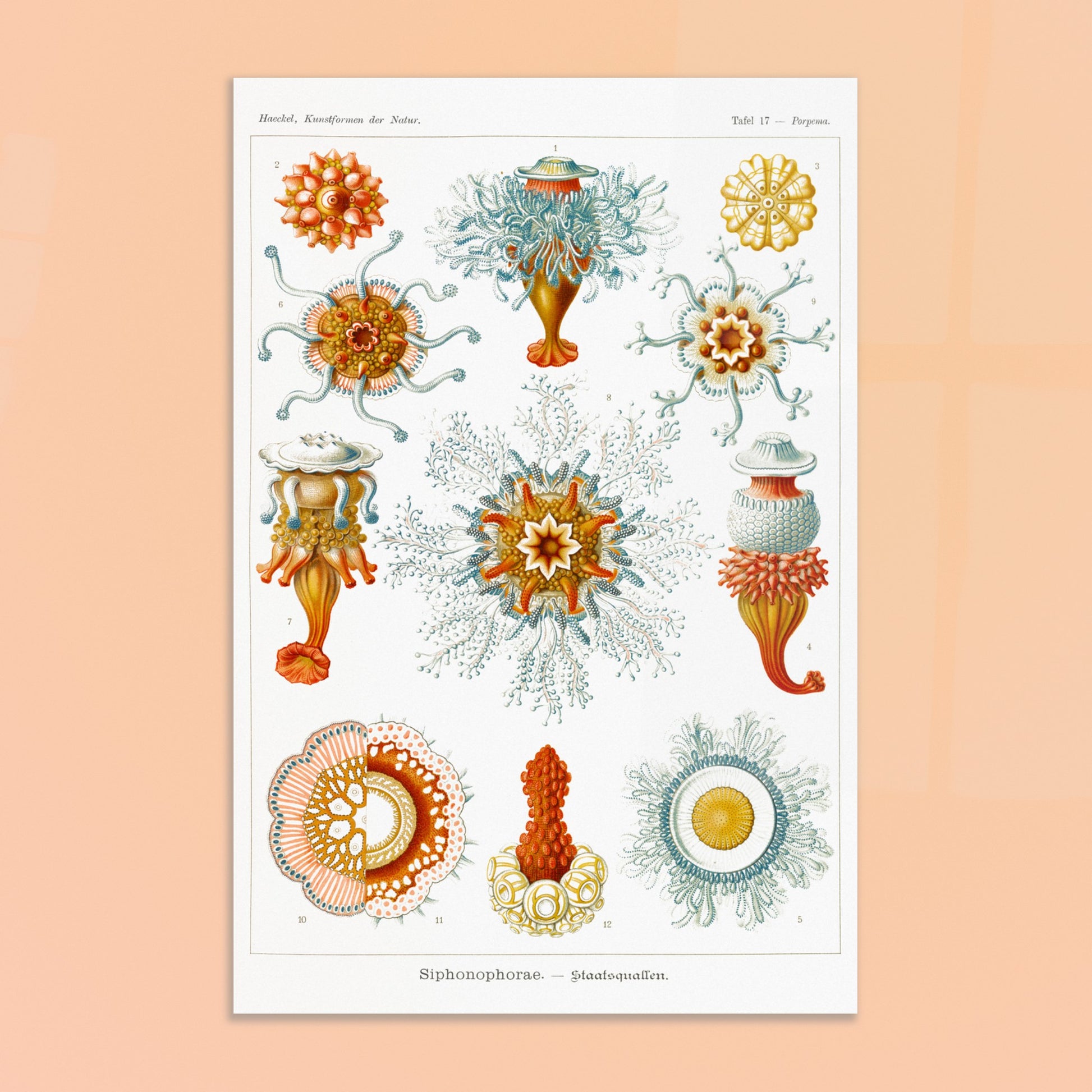Planche naturaliste des siphonophores par Ernst Haeckel. Illustration d'une variété de siphonophores, des organismes marins coloniaux, montrant leurs structures complexes et leurs tentacules. Image d'illustration 8