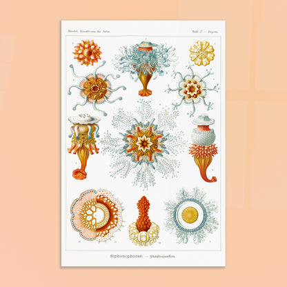 Planche naturaliste des siphonophores par Ernst Haeckel. Illustration d'une variété de siphonophores, des organismes marins coloniaux, montrant leurs structures complexes et leurs tentacules. Image d'illustration 8