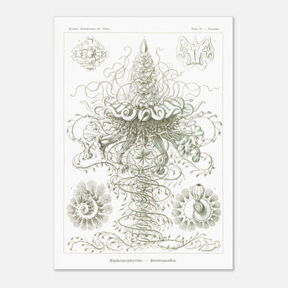Siphonophores - Reproduction d'art scientifique - Ernst Haeckel, Kunstformen der Natur (29,7x42 cm (A3)). Planche d'Ernst Haeckel illustrant des siphonophores, des organismes marins coloniaux complexes, avec des détails fins sur fond blanc.