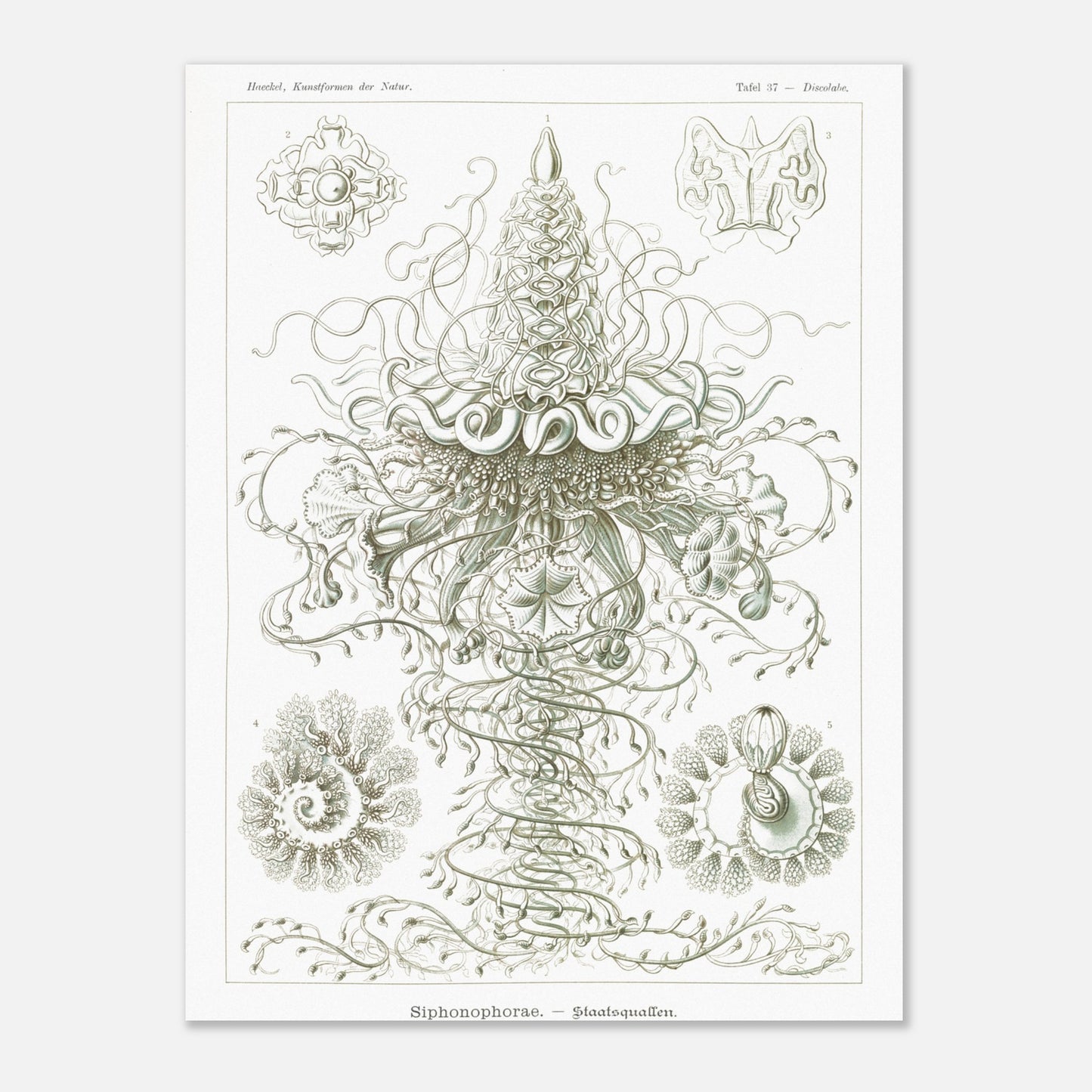 Siphonophores - Reproduction d'art scientifique - Ernst Haeckel, Kunstformen der Natur (30x40 cm). Planche d'Ernst Haeckel illustrant des siphonophores, des organismes marins coloniaux complexes, avec des détails fins sur fond blanc.