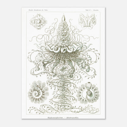 Siphonophores - Reproduction d'art scientifique - Ernst Haeckel, Kunstformen der Natur (30x40 cm). Planche d'Ernst Haeckel illustrant des siphonophores, des organismes marins coloniaux complexes, avec des détails fins sur fond blanc.