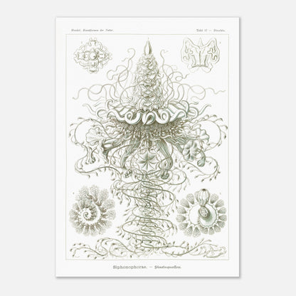 Siphonophores - Reproduction d'art scientifique - Ernst Haeckel, Kunstformen der Natur (42x59,4 cm (A2)). Planche d'Ernst Haeckel illustrant des siphonophores, des organismes marins coloniaux complexes, avec des détails fins sur fond blanc.