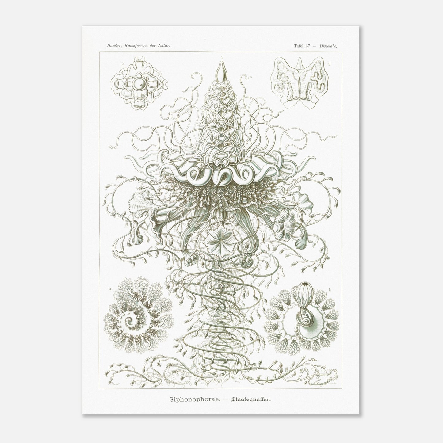 Siphonophores - Reproduction d'art scientifique - Ernst Haeckel, Kunstformen der Natur (50x70 cm). Planche d'Ernst Haeckel illustrant des siphonophores, des organismes marins coloniaux complexes, avec des détails fins sur fond blanc.