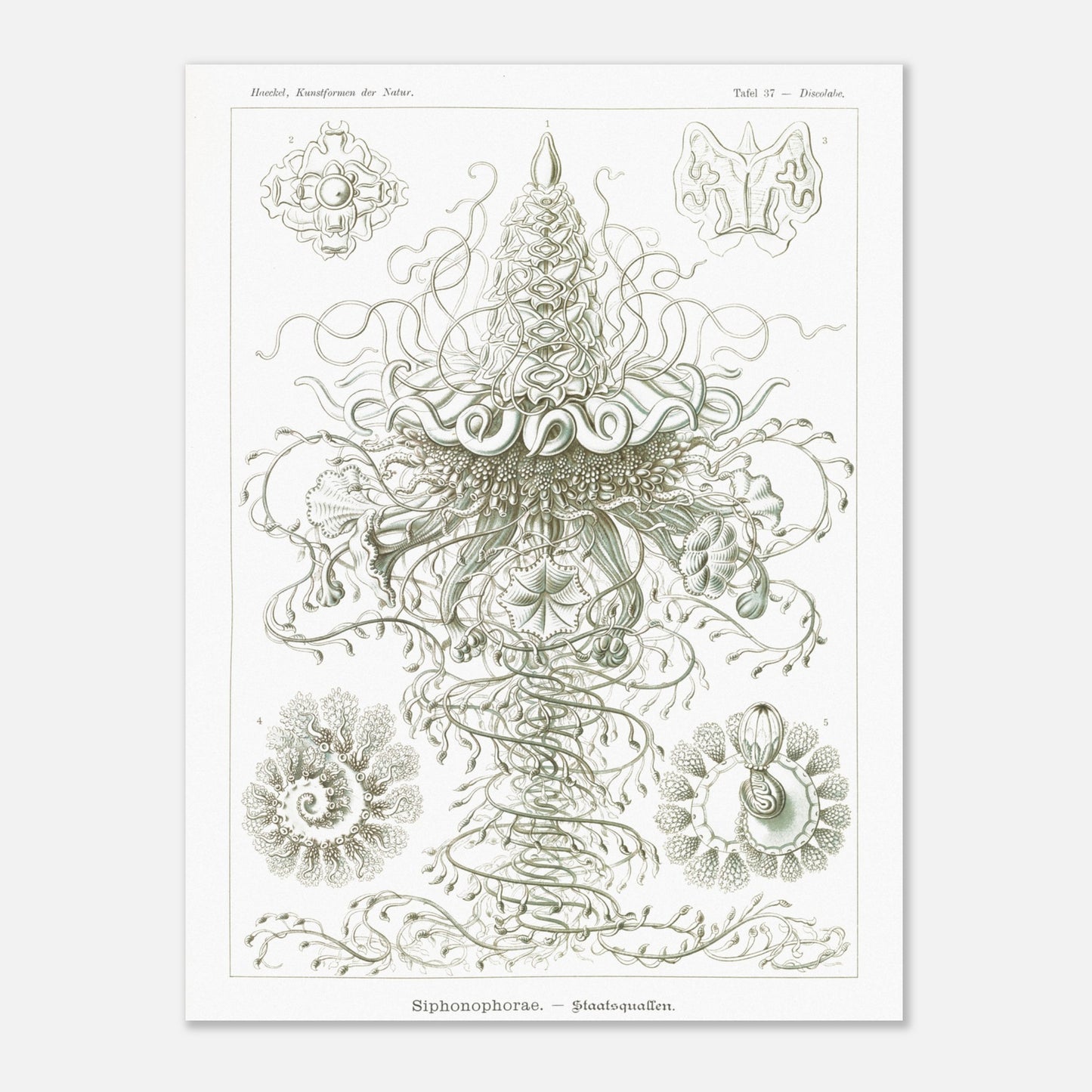 Siphonophores - Reproduction d'art scientifique - Ernst Haeckel, Kunstformen der Natur (60x80 cm). Planche d'Ernst Haeckel illustrant des siphonophores, des organismes marins coloniaux complexes, avec des détails fins sur fond blanc.