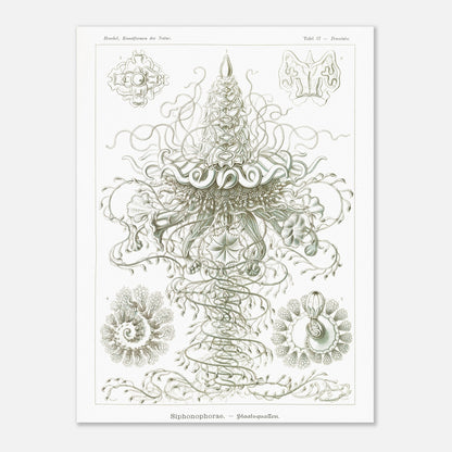 Siphonophores - Reproduction d'art scientifique - Ernst Haeckel, Kunstformen der Natur (60x80 cm). Planche d'Ernst Haeckel illustrant des siphonophores, des organismes marins coloniaux complexes, avec des détails fins sur fond blanc.