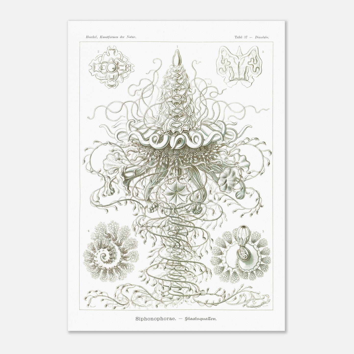 Siphonophores - Reproduction d'art scientifique - Ernst Haeckel, Kunstformen der Natur (70x100 cm). Planche d'Ernst Haeckel illustrant des siphonophores, des organismes marins coloniaux complexes, avec des détails fins sur fond blanc.