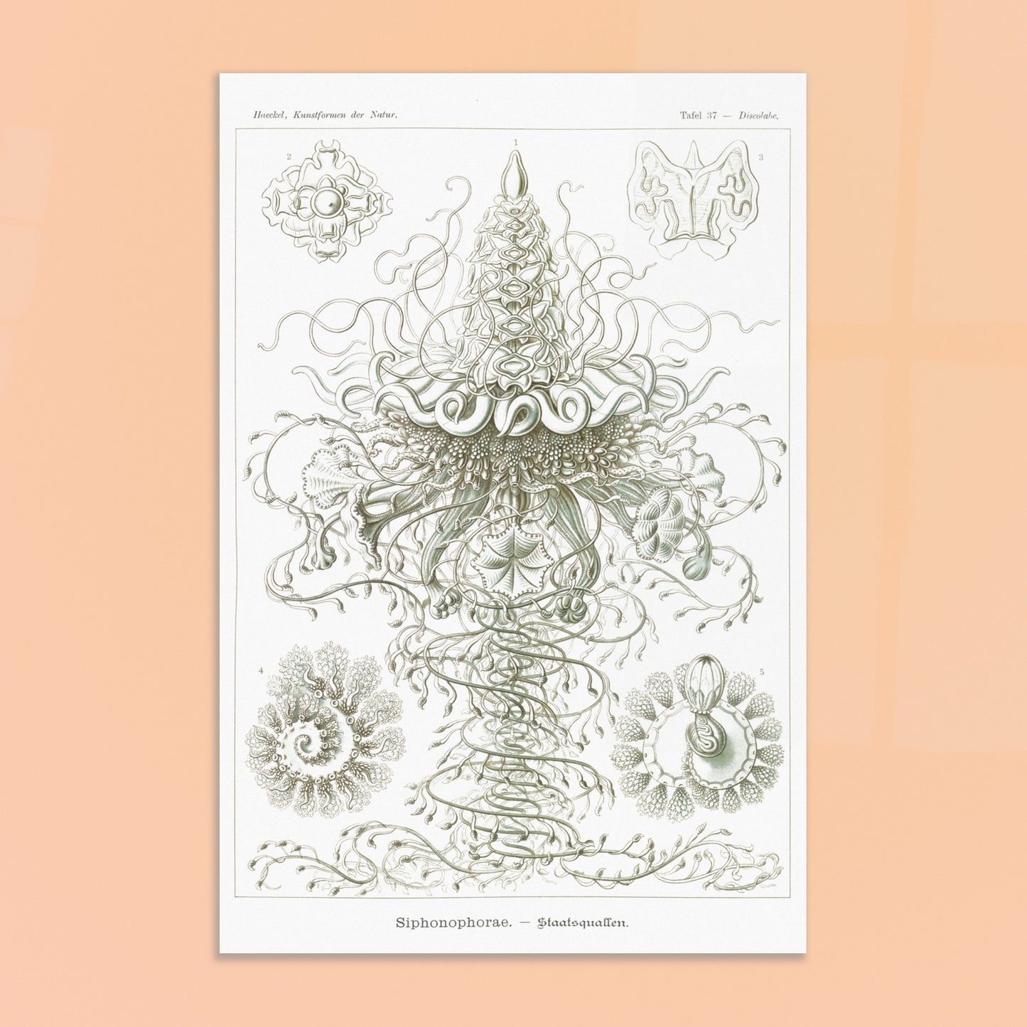 Siphonophores - Reproduction d'art scientifique - Ernst Haeckel, Kunstformen der Natur. Planche d'Ernst Haeckel illustrant des siphonophores, des organismes marins coloniaux complexes, avec des détails fins sur fond blanc. Image d'illustration 8