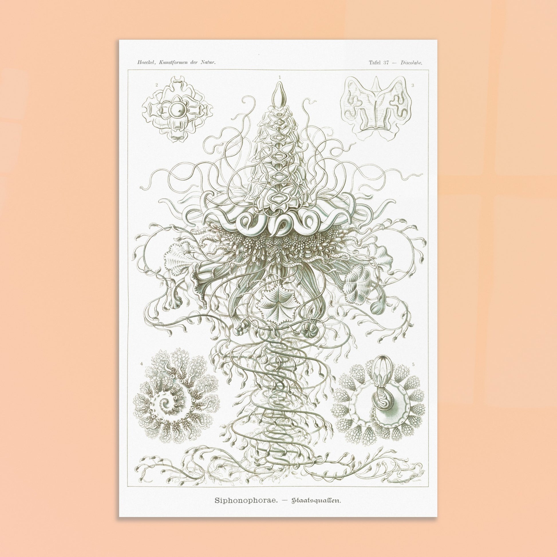 Siphonophores - Reproduction d'art scientifique - Ernst Haeckel, Kunstformen der Natur. Planche d'Ernst Haeckel illustrant des siphonophores, des organismes marins coloniaux complexes, avec des détails fins sur fond blanc. Image d'illustration 8