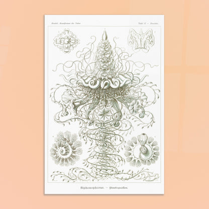Siphonophores - Reproduction d'art scientifique - Ernst Haeckel, Kunstformen der Natur. Planche d'Ernst Haeckel illustrant des siphonophores, des organismes marins coloniaux complexes, avec des détails fins sur fond blanc. Image d'illustration 8