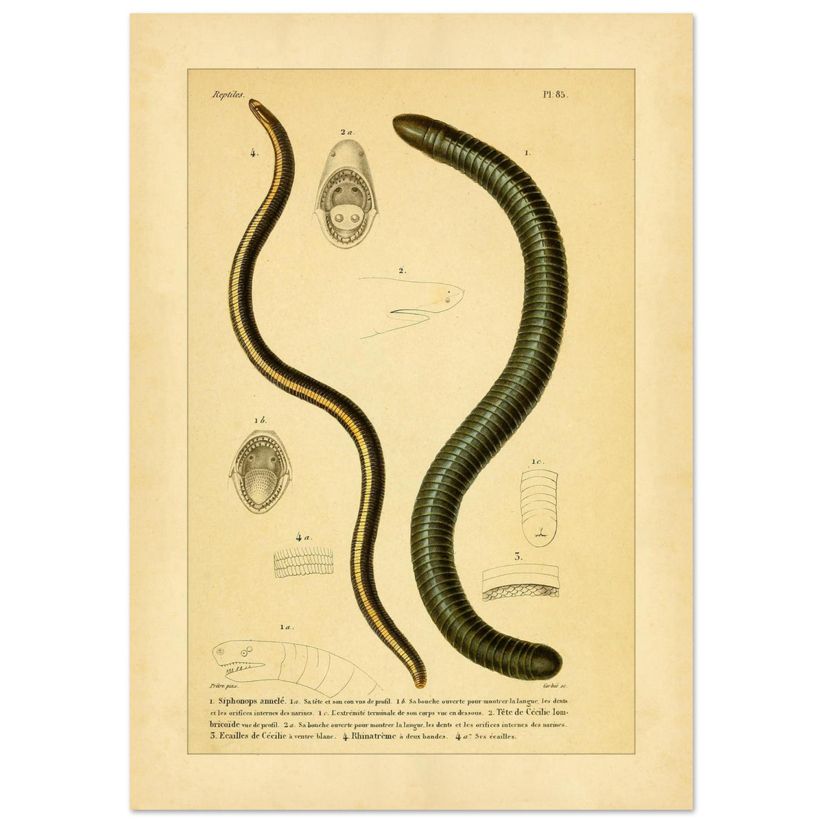 Siphonops Annelé et Cécilies : illustrations de batraciens par A.-M.-C. Duméril (21x29,7 cm (A4)). Planche ancienne d'herpétologie montrant un Siphonops annelé et des détails anatomiques de cecilies, incluant des vues de la bouche et des écailles.