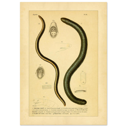 Siphonops Annelé et Cécilies : illustrations de batraciens par A.-M.-C. Duméril (21x29,7 cm (A4)). Planche ancienne d'herpétologie montrant un Siphonops annelé et des détails anatomiques de cecilies, incluant des vues de la bouche et des écailles.