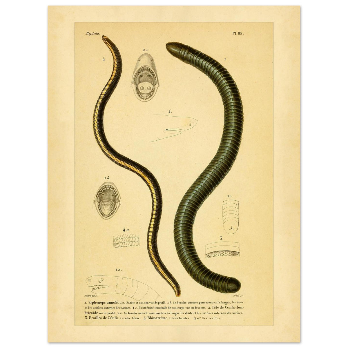 Siphonops Annelé et Cécilies : illustrations de batraciens par A.-M.-C. Duméril (30x40 cm). Planche ancienne d'herpétologie montrant un Siphonops annelé et des détails anatomiques de cecilies, incluant des vues de la bouche et des écailles.