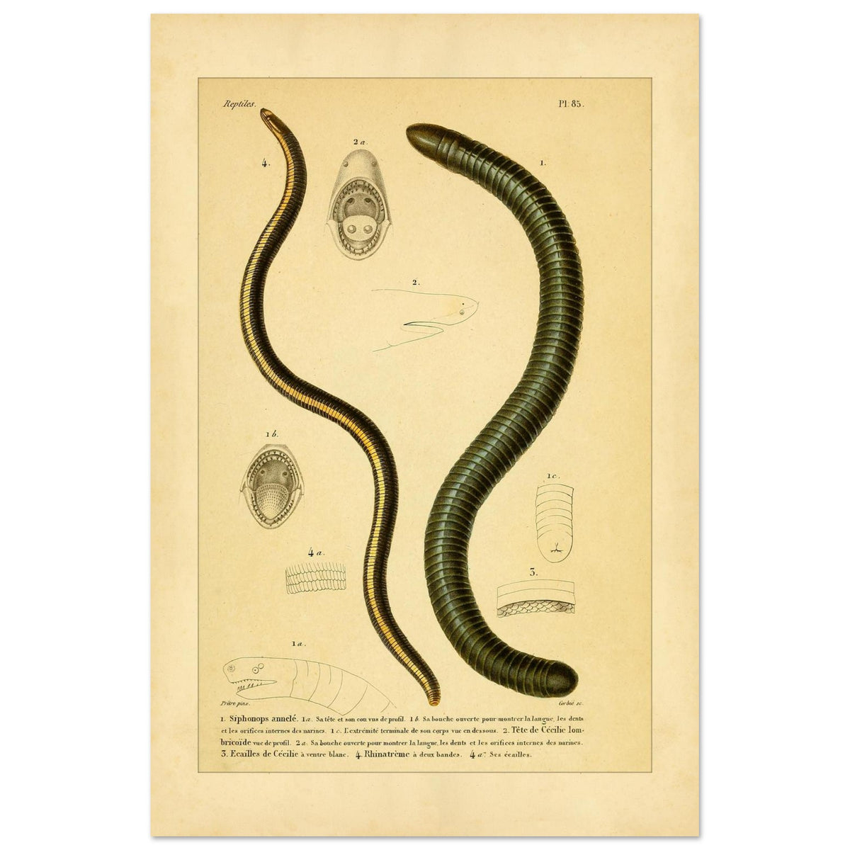 Siphonops Annelé et Cécilies : illustrations de batraciens par A.-M.-C. Duméril (40x60 cm). Planche ancienne d'herpétologie montrant un Siphonops annelé et des détails anatomiques de cecilies, incluant des vues de la bouche et des écailles.