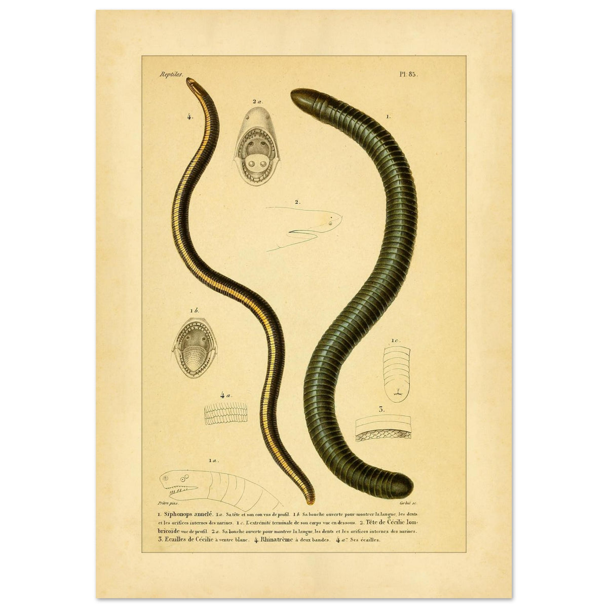Siphonops Annelé et Cécilies : illustrations de batraciens par A.-M.-C. Duméril (42x59,4 cm (A2)). Planche ancienne d'herpétologie montrant un Siphonops annelé et des détails anatomiques de cecilies, incluant des vues de la bouche et des écailles.