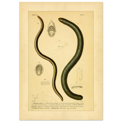 Siphonops Annelé et Cécilies : illustrations de batraciens par A.-M.-C. Duméril (42x59,4 cm (A2)). Planche ancienne d'herpétologie montrant un Siphonops annelé et des détails anatomiques de cecilies, incluant des vues de la bouche et des écailles.