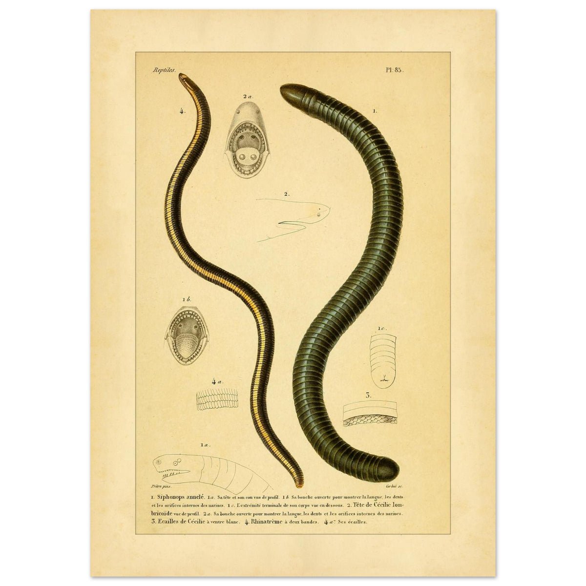 Siphonops Annelé et Cécilies : illustrations de batraciens par A.-M.-C. Duméril (50x70 cm). Planche ancienne d'herpétologie montrant un Siphonops annelé et des détails anatomiques de cecilies, incluant des vues de la bouche et des écailles.