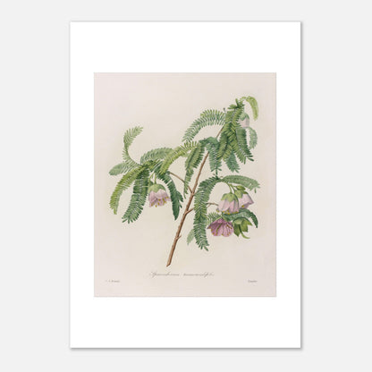 Planche botanique Spaendoncea Tamarindifolia par Pierre-Joseph Redouté (21x29,7 cm (A4)). Planche naturaliste de Pierre-Joseph Redouté représentant une branche de Spaendoncea Tamarindifolia avec des fleurs roses pâles et des feuilles vertes pennées.