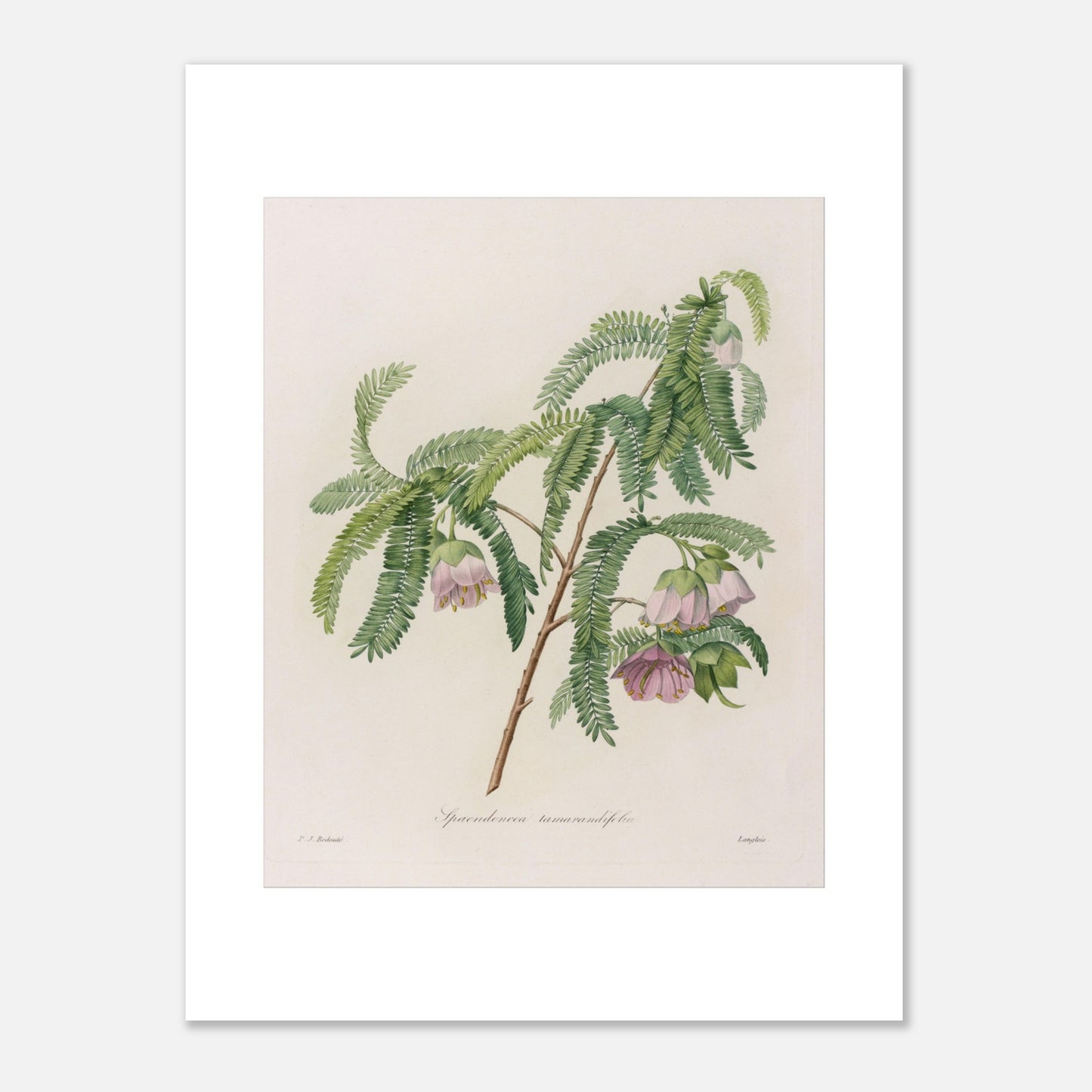 Planche botanique Spaendoncea Tamarindifolia par Pierre-Joseph Redouté (30x40 cm). Planche naturaliste de Pierre-Joseph Redouté représentant une branche de Spaendoncea Tamarindifolia avec des fleurs roses pâles et des feuilles vertes pennées.