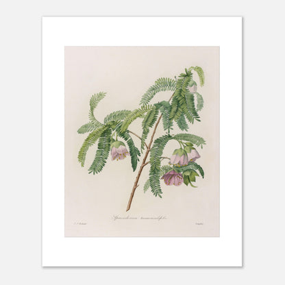 Planche botanique Spaendoncea Tamarindifolia par Pierre-Joseph Redouté (40x50 cm). Planche naturaliste de Pierre-Joseph Redouté représentant une branche de Spaendoncea Tamarindifolia avec des fleurs roses pâles et des feuilles vertes pennées.