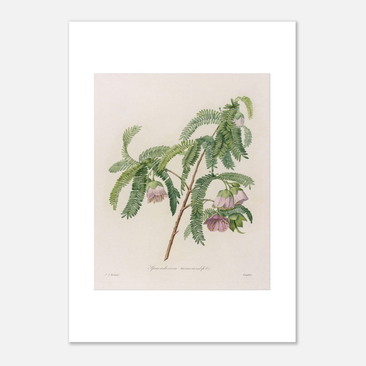 Tavola botanica Spaendoncea Tamarindifolia di Pierre-Joseph Redouté (42x59,4 cm (A2)). Tavola naturalistica di Pierre-Joseph Redouté raffigurante un ramo di Spaendoncea Tamarindifolia con fiori rosa pallido e foglie verdi pennate.