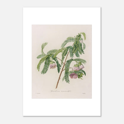 Planche botanique Spaendoncea Tamarindifolia par Pierre-Joseph Redouté (50x70 cm). Planche naturaliste de Pierre-Joseph Redouté représentant une branche de Spaendoncea Tamarindifolia avec des fleurs roses pâles et des feuilles vertes pennées.