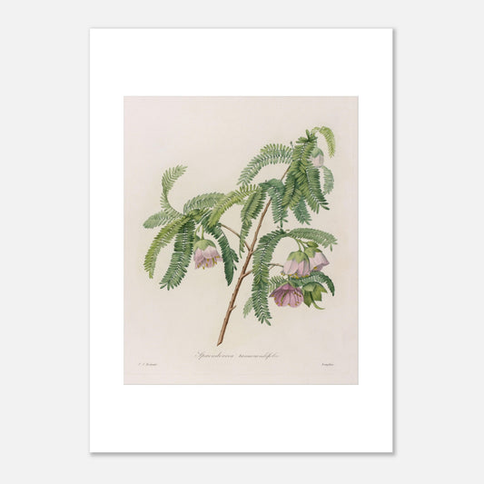 Planche botanique Spaendoncea Tamarindifolia par Pierre-Joseph Redouté (50x70 cm). Planche naturaliste de Pierre-Joseph Redouté représentant une branche de Spaendoncea Tamarindifolia avec des fleurs roses pâles et des feuilles vertes pennées.