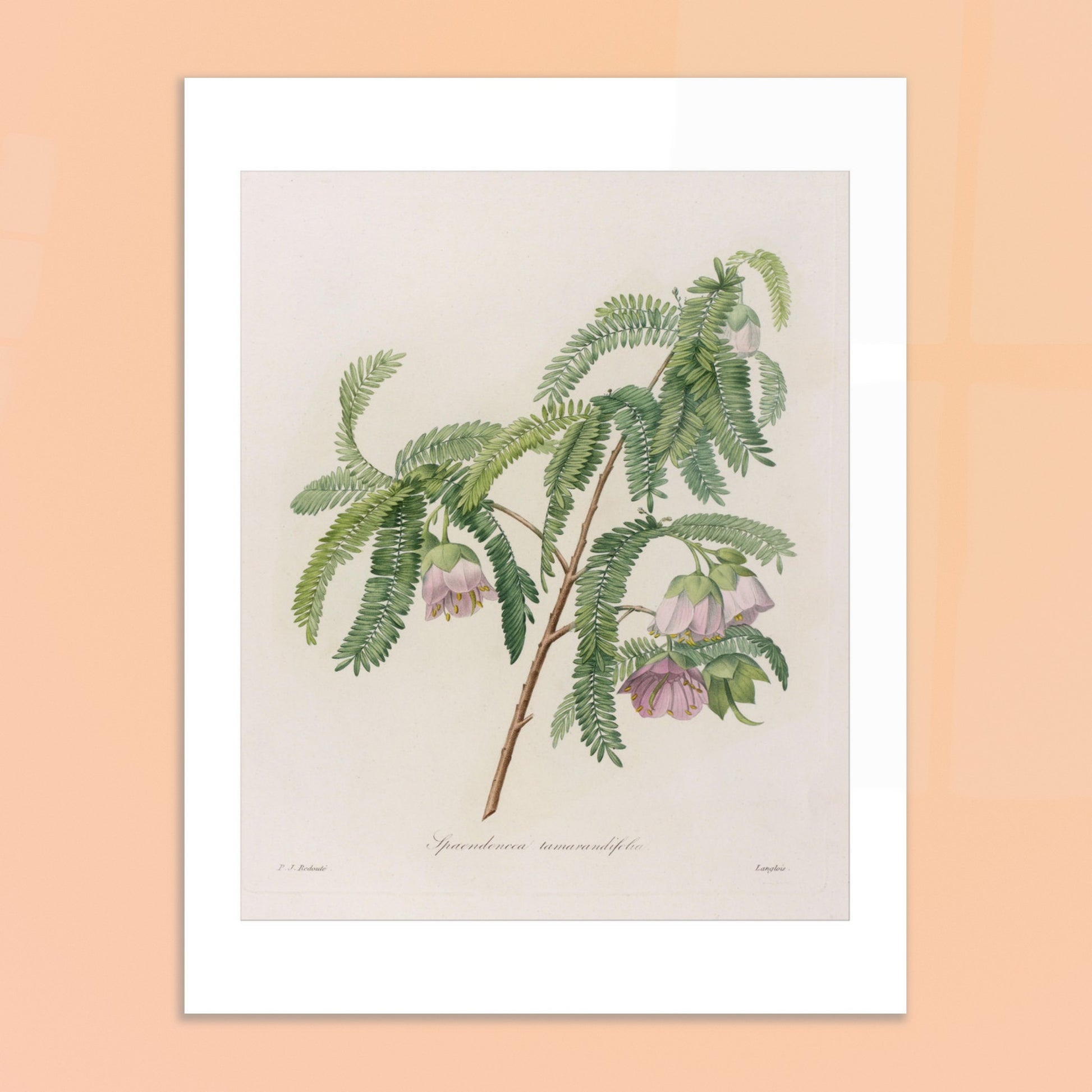 Planche botanique Spaendoncea Tamarindifolia par Pierre-Joseph Redouté. Planche naturaliste de Pierre-Joseph Redouté représentant une branche de Spaendoncea Tamarindifolia avec des fleurs roses pâles et des feuilles vertes pennées. Image d'illustration 6