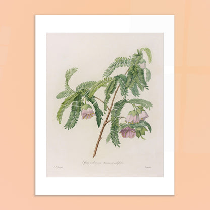 Planche botanique Spaendoncea Tamarindifolia par Pierre-Joseph Redouté. Planche naturaliste de Pierre-Joseph Redouté représentant une branche de Spaendoncea Tamarindifolia avec des fleurs roses pâles et des feuilles vertes pennées. Image d'illustration 6