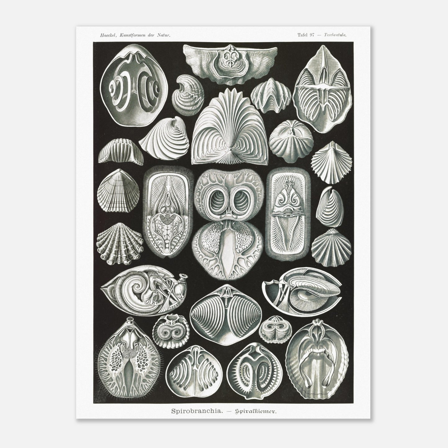Planche de spirobranches (Spirobranchia) - Ernst Haeckel (30x40 cm). Planche d'Ernst Haeckel représentant diverses formes de spirobranches, des annélides marins tubicoles, sur fond noir.