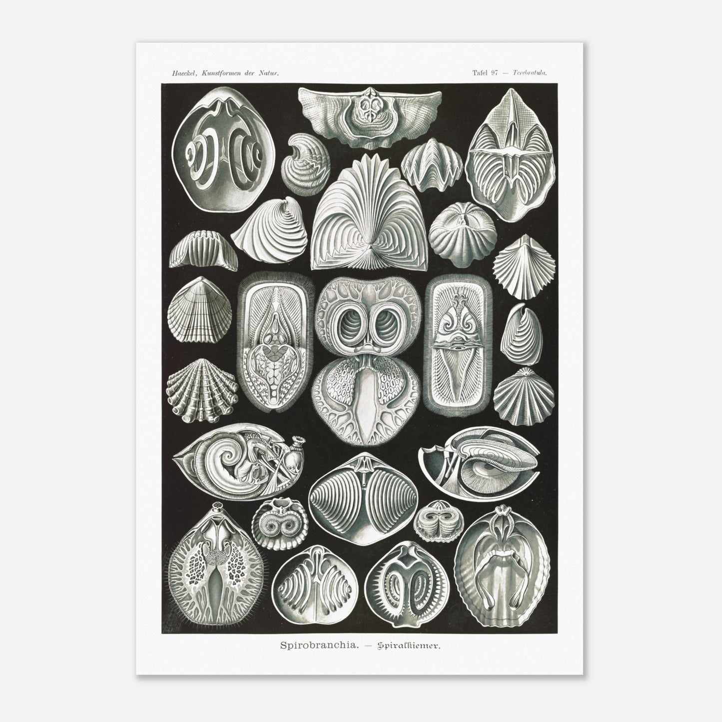 Planche de spirobranches (Spirobranchia) - Ernst Haeckel (42x59,4 cm (A2)). Planche d'Ernst Haeckel représentant diverses formes de spirobranches, des annélides marins tubicoles, sur fond noir.