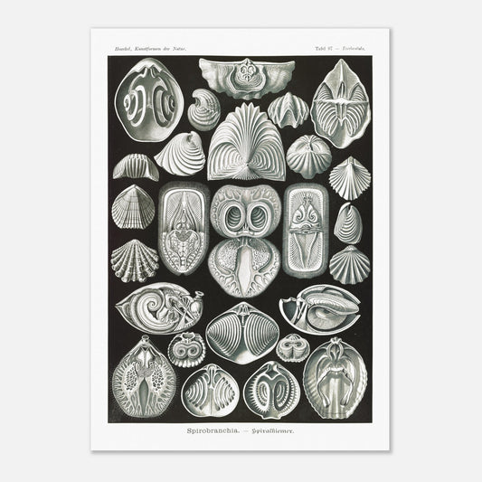 Planche de spirobranches (Spirobranchia) - Ernst Haeckel (42x59,4 cm (A2)). Planche d'Ernst Haeckel représentant diverses formes de spirobranches, des annélides marins tubicoles, sur fond noir.