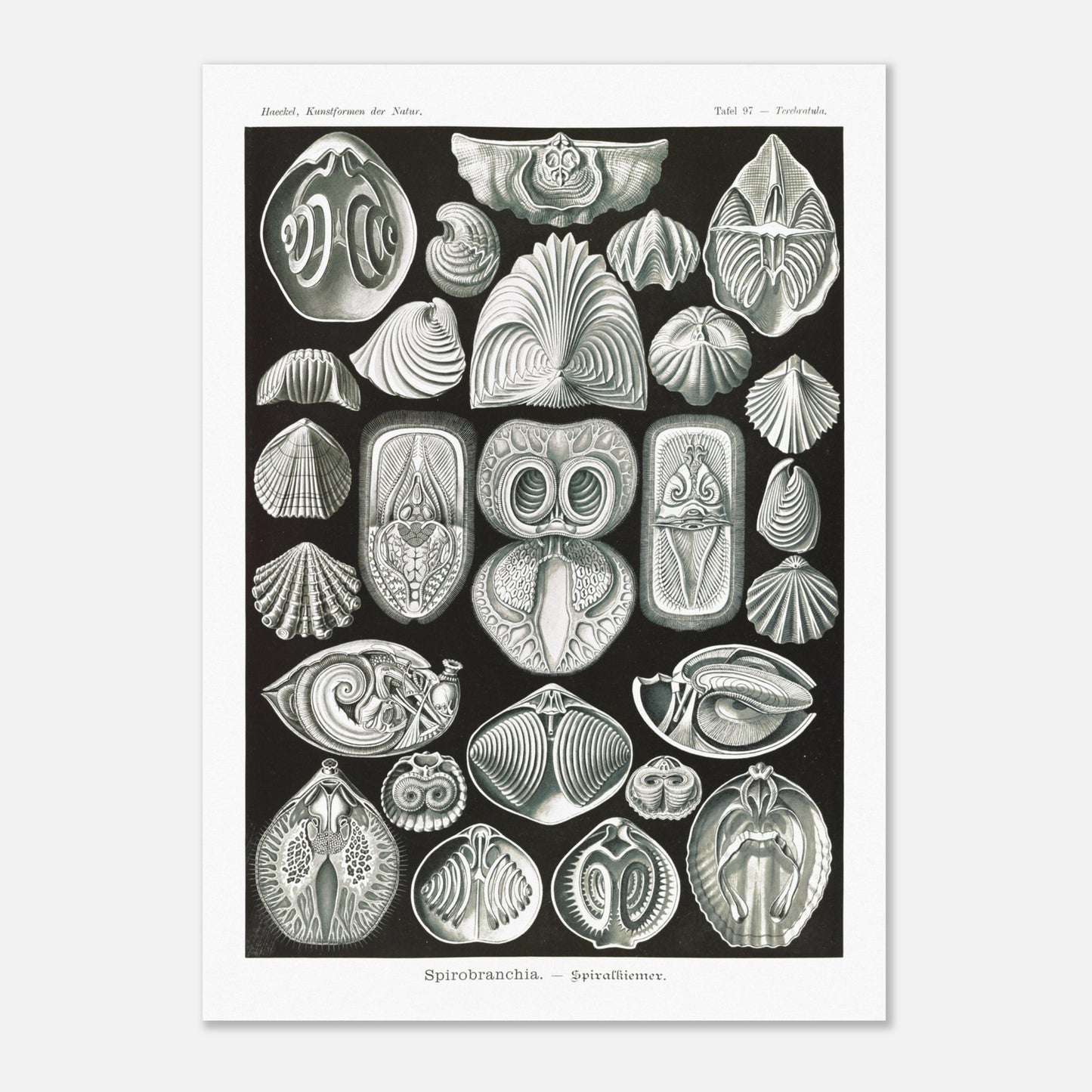 Planche de spirobranches (Spirobranchia) - Ernst Haeckel (50x70 cm). Planche d'Ernst Haeckel représentant diverses formes de spirobranches, des annélides marins tubicoles, sur fond noir.