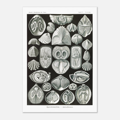 Planche de spirobranches (Spirobranchia) - Ernst Haeckel (59,4x84,1 cm (A1)). Planche d'Ernst Haeckel représentant diverses formes de spirobranches, des annélides marins tubicoles, sur fond noir.