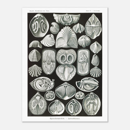 Planche de spirobranches (Spirobranchia) - Ernst Haeckel (60x80 cm). Planche d'Ernst Haeckel représentant diverses formes de spirobranches, des annélides marins tubicoles, sur fond noir.