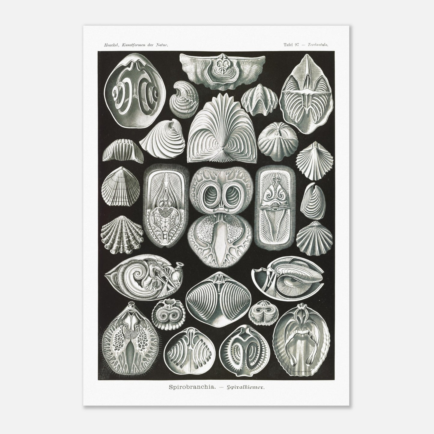 Planche de spirobranches (Spirobranchia) - Ernst Haeckel (70x100 cm). Planche d'Ernst Haeckel représentant diverses formes de spirobranches, des annélides marins tubicoles, sur fond noir.