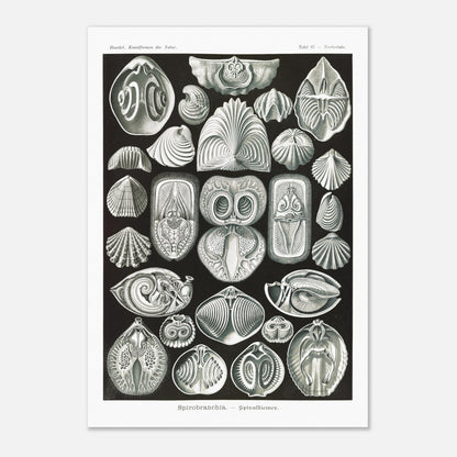 Planche de spirobranches (Spirobranchia) - Ernst Haeckel (70x100 cm). Planche d'Ernst Haeckel représentant diverses formes de spirobranches, des annélides marins tubicoles, sur fond noir.