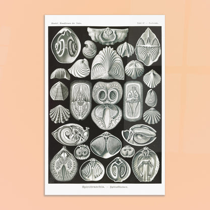 Planche de spirobranches (Spirobranchia) - Ernst Haeckel. Planche d'Ernst Haeckel représentant diverses formes de spirobranches, des annélides marins tubicoles, sur fond noir. Image d'illustration 8