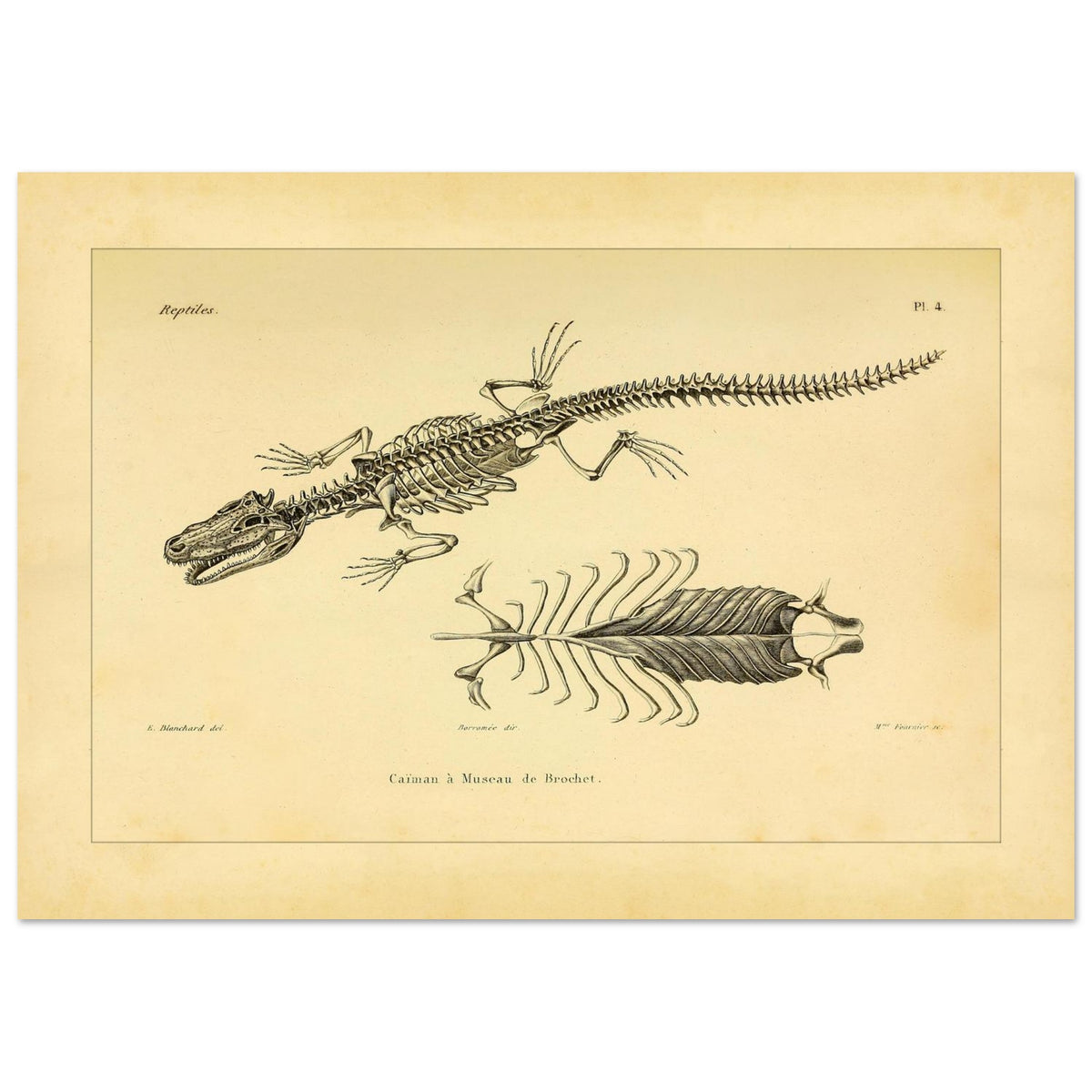 Skelett eines hechtmaulartigen Kaimans: Reproduktion einer anatomischen Tafel (21x29,7 cm (A4)). Anatomische Tafel mit dem Skelett eines hechtschnäuzigen Kaimans, mit Detailansicht von Brustkorb und Wirbelsäule.