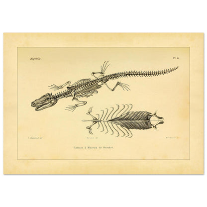 Skelett eines hechtmaulartigen Kaimans: Reproduktion einer anatomischen Tafel (21x29,7 cm (A4)). Anatomische Tafel mit dem Skelett eines hechtschnäuzigen Kaimans, mit Detailansicht von Brustkorb und Wirbelsäule.
