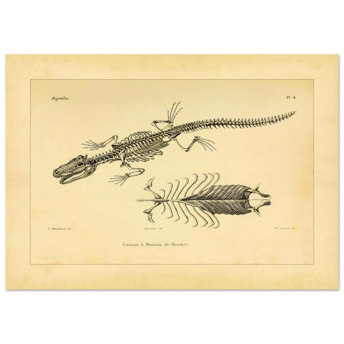 Skelett eines hechtmaulartigen Kaimans: Reproduktion einer anatomischen Tafel (29,7x42 cm (A3)). Anatomische Tafel mit dem Skelett eines hechtschnäuzigen Kaimans, mit Detailansicht von Brustkorb und Wirbelsäule.